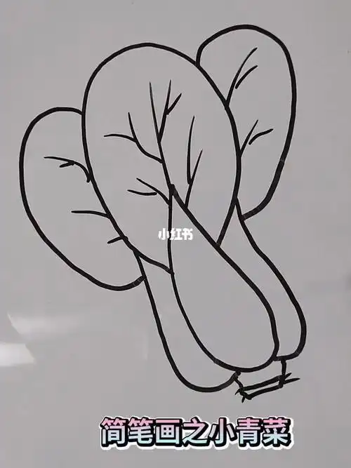 最简单的青菜简笔画