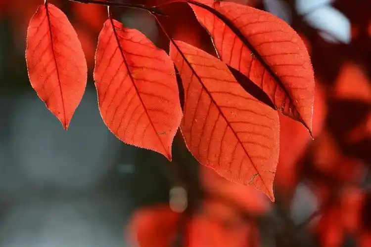 秋天的紫叶李叶子红似火,原创拍摄