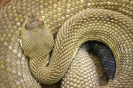 墨西哥响尾蛇图片_墨西哥响尾蛇图片大全_墨西哥响尾蛇图片素材