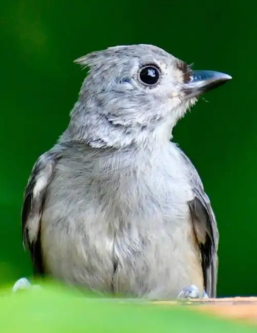 瞧瞧这清澈闪亮的大眼睛