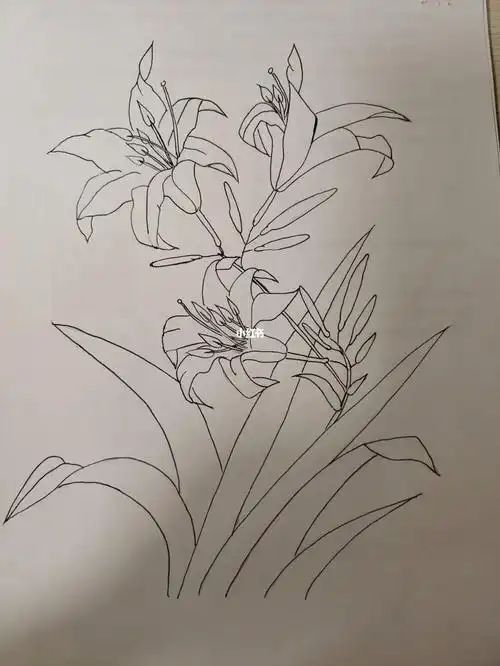 萱草花,也叫忘忧草,也是我们吃的黄花菜.昨天一个小时,今天一个小时.