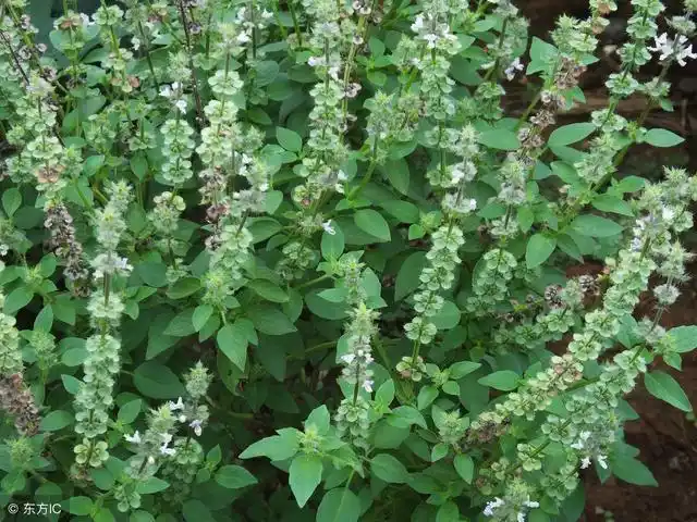 可以当蔬菜吃的中药——荆芥,很多人不知道