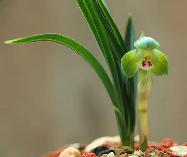 呆萌小可爱——翠盖水晶-春兰篇-中国兰花交易网社区