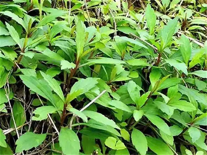 春日餐桌上的田野味道——马兰头