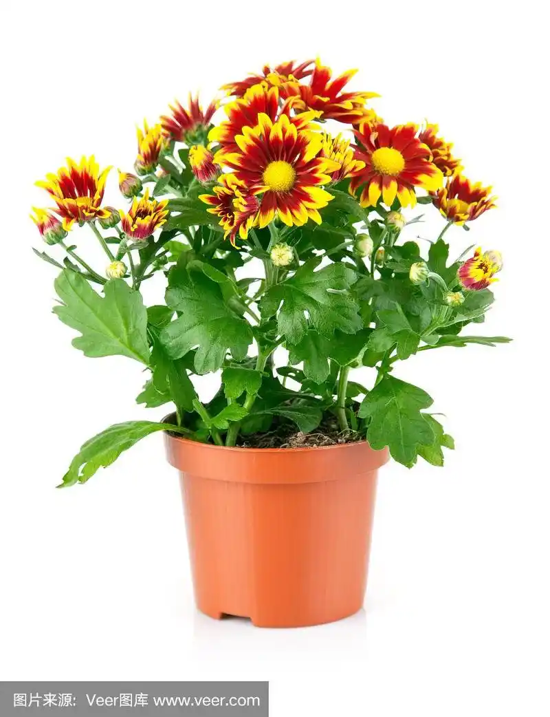 盆中有绿叶的菊花