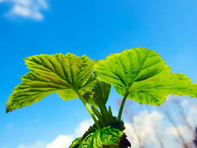 绿叶-植物图片壁纸