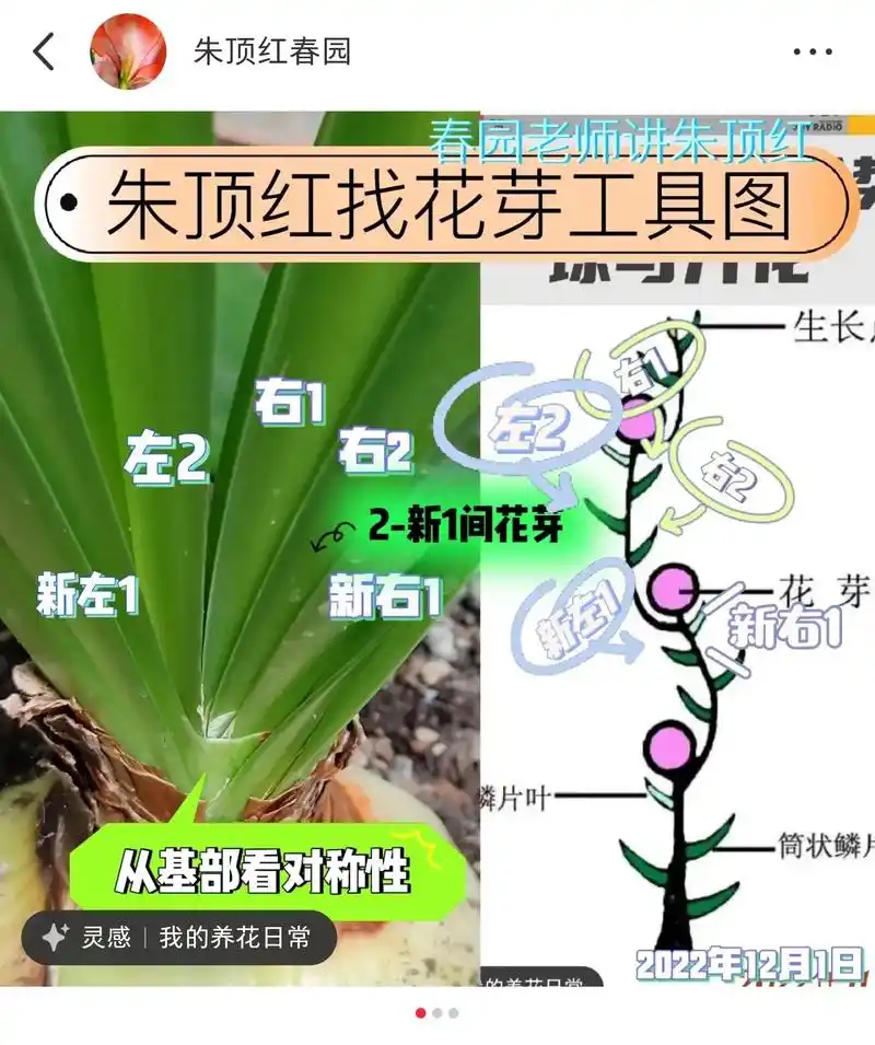 朱顶红找花芽工具图-春园老师讲朱顶红.#春园老师讲朱顶红 花 - 抖音