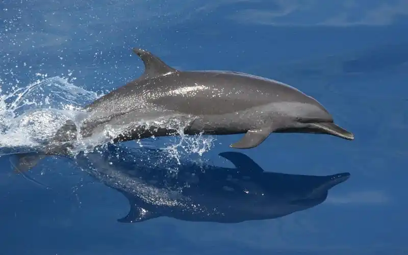 可爱美女,动物,海豚,可爱,动物,电脑壁纸,壁纸海洋动物海豚大全