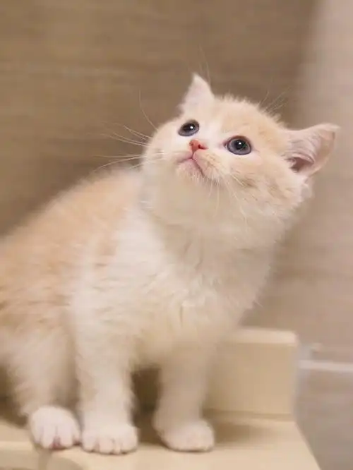 乳白英短治愈的小猫咪已有家