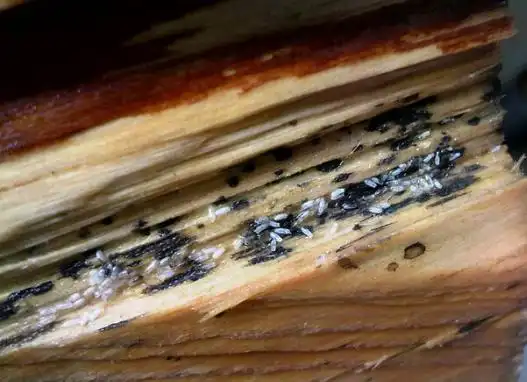 深圳罗湖专业灭臭虫公司分享灭臭虫最新有效方法-威海新闻网