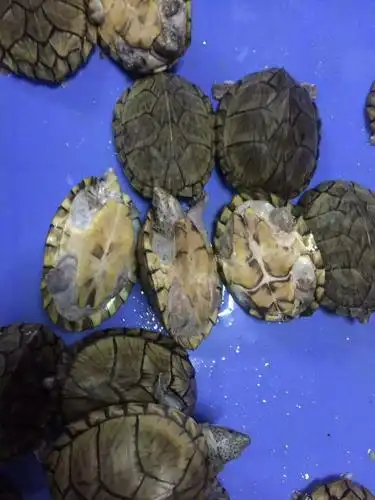 剃刀龟活体剃刀龟苗活体麝香龟深水龟全品剃刀龟活体