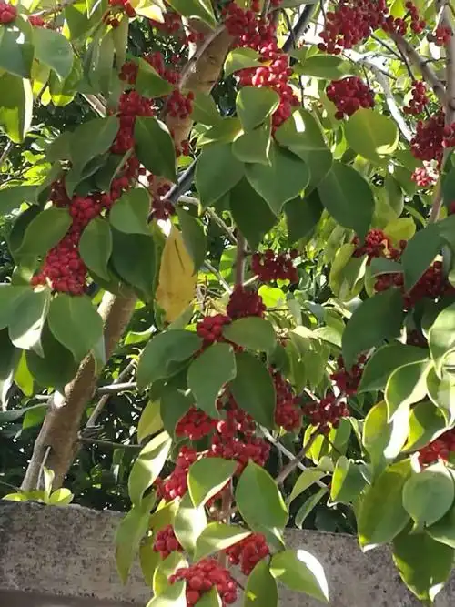 南方现在是勒杜鹃花开始开花的时节