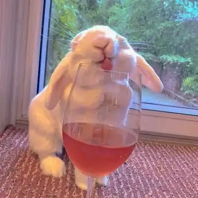 高清超萌可爱宠物兔子微信头像图片_动物头像_美头网