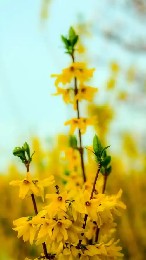 春天最美的风景