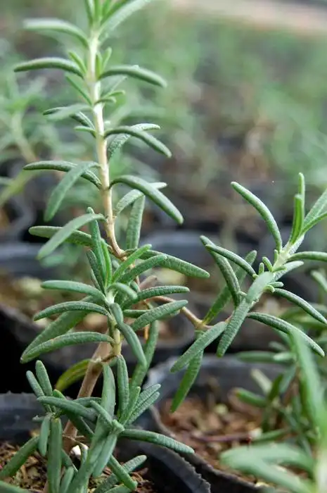 薰衣草的花语等待爱情