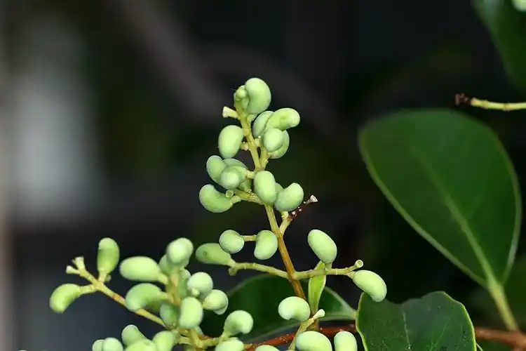 女贞树的果 - wdm9653@126 - mtxy的博客