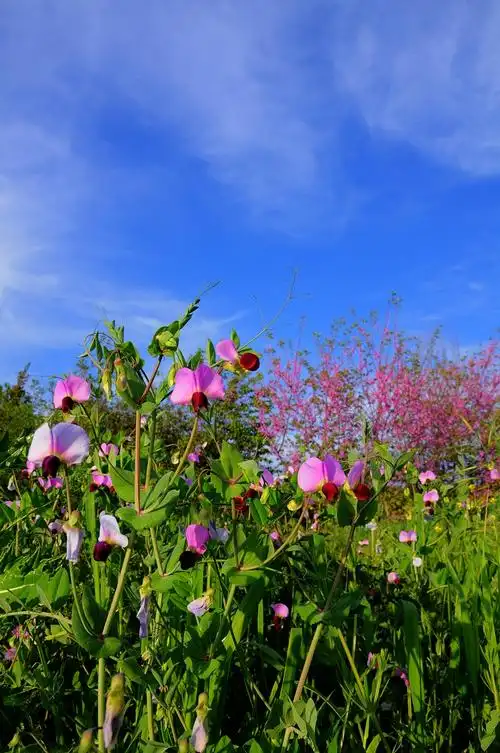 【春天----多彩的季节】-自然风景论坛-zol中关村在线