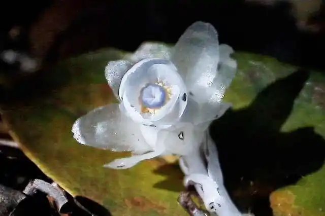 秦巴幽灵～水晶兰