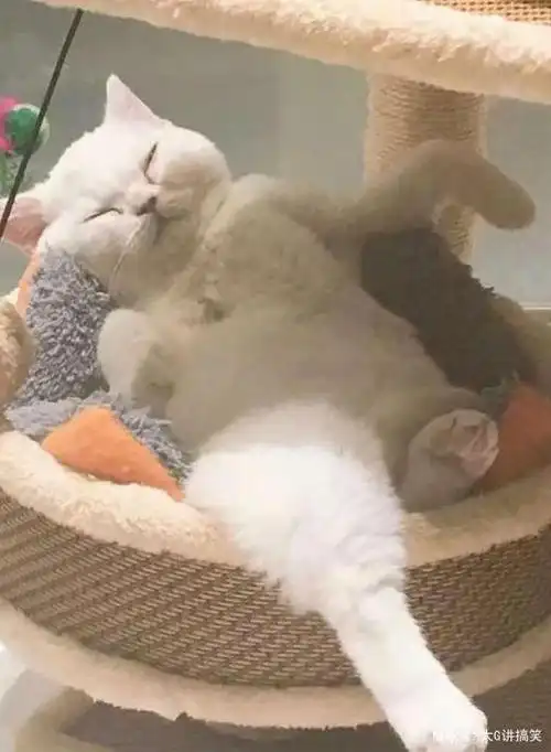 搞笑照片:看到猫子的葛优躺,我有点自叹不如啊!