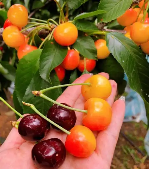 国内最稀有的大樱桃品种金车