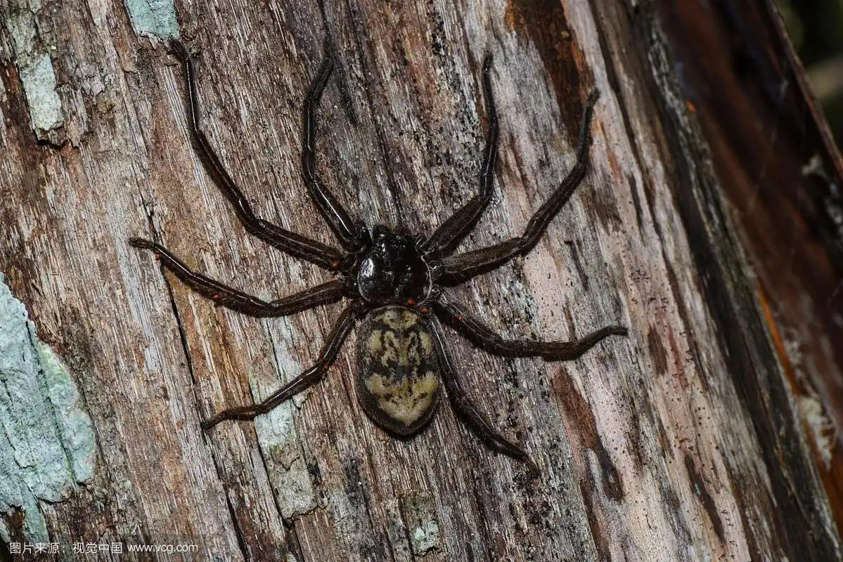 狩猎蜘蛛,僵尸- vohibasia国家公园,马达加斯加,非洲