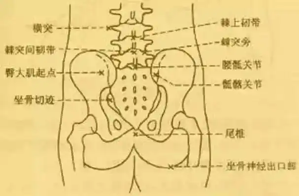 腰5骶1是哪个位置_腰骶部是哪个部位