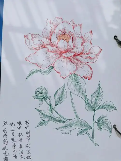 吾乃十二花神牡丹