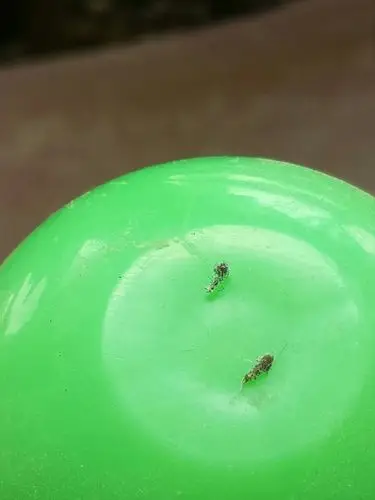 谁知道这是什么虫子?有什么办法驱除,床上的