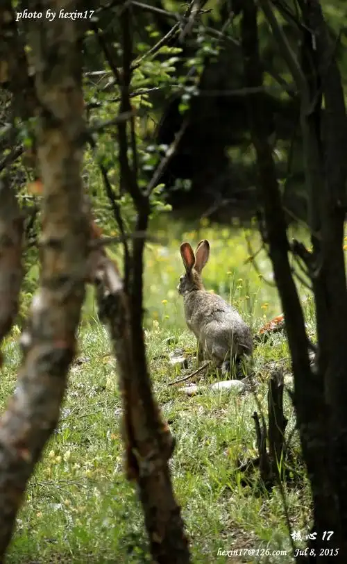 称为"家兔",把那些野外生活的野生兔子称为"野兔"