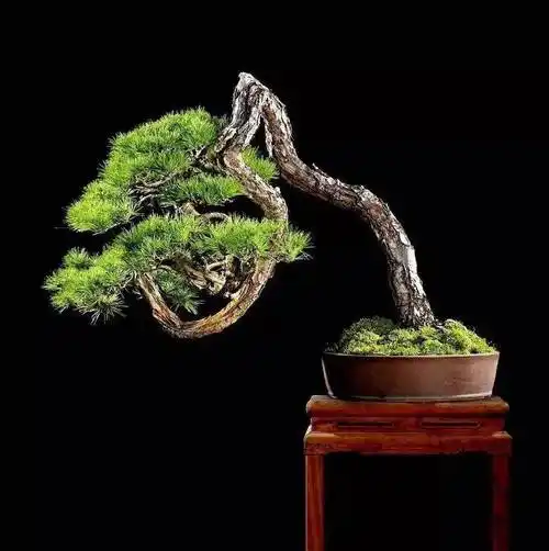 看这棵黑松苗是如何规避缺陷,突出优势,成为一道临水!