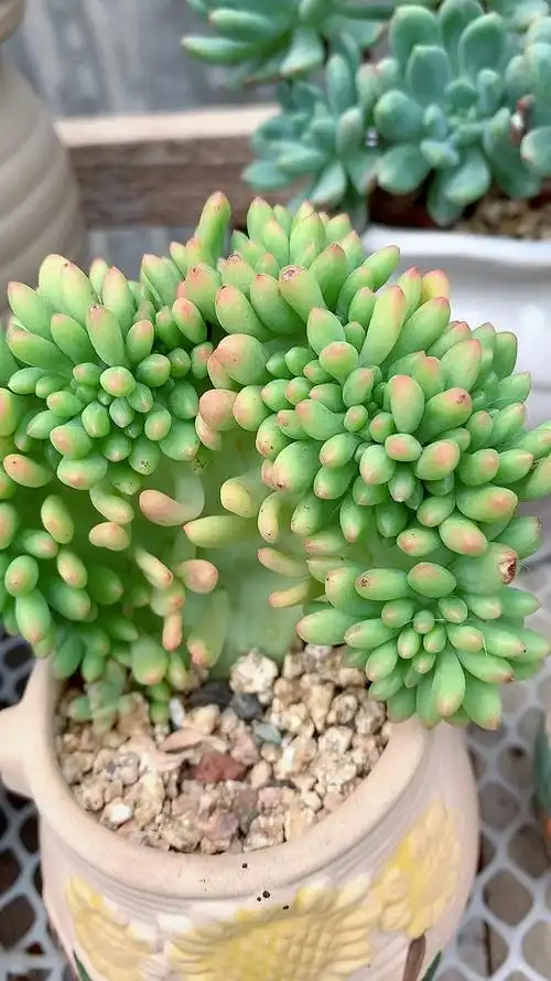 #多肉植物#春萌缀化