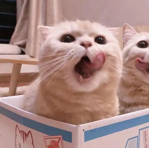 憨憨情头就问你每天刷那么多情头有用么