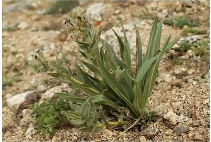 每天一味中草药紫草pa植物麻辣烫用到它
