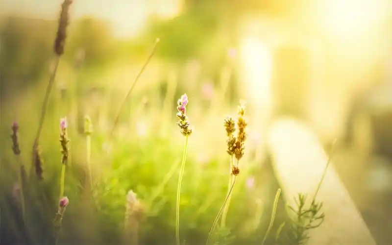 唯美小清新大自然花草植物图片电脑桌面壁纸下载