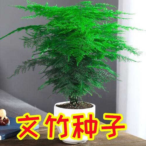 文竹种子密叶文竹多年生四常绿室内办公景观装饰植物种子6粒/袋