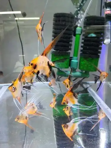 其它台湾大红袍燕鱼