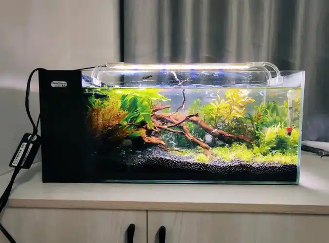 草缸顺利开缸0278