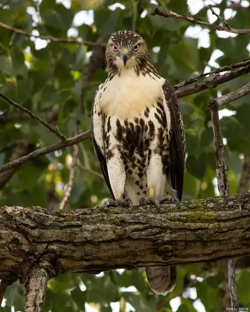 宠物老鹰可以养吗?要注意什么?