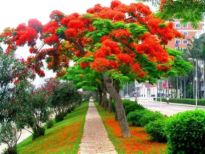 p>凤凰木(delonix regia),取名于"叶如飞凰之羽,花若丹凤之冠",别名