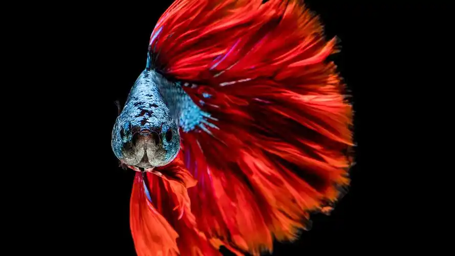 红尾巴鱼 壁纸 - 1920x1080 全高清