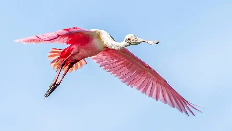 粉红色的翅膀鸟飞在天空 壁纸