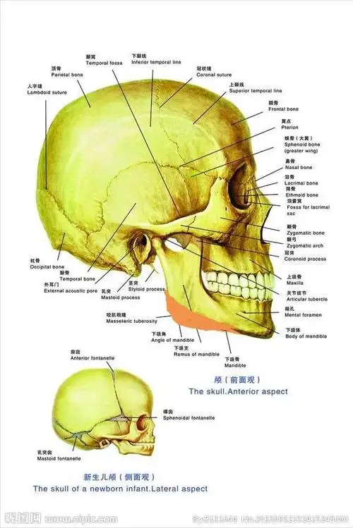 下颌角截骨怎么截?
