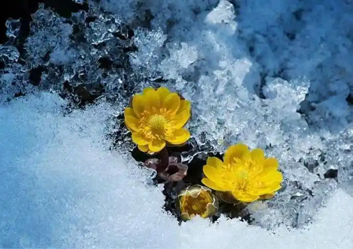 花朵美图|圣洁的天山雪莲花,北国最早报春的冰凌花合集55张