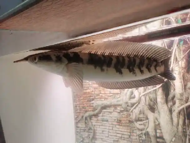 黑魔神雷龙鱼,苏门答腊黑魔神