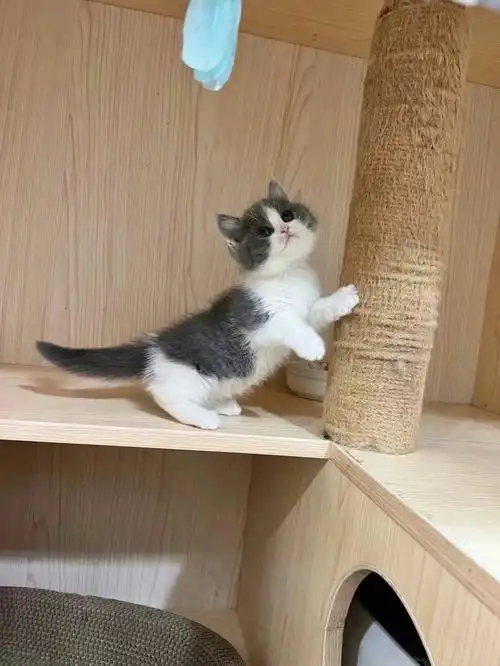 蓝白矮脚弟弟品相自观两个月大