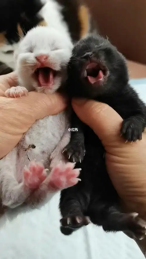 一黑一白一高一矮