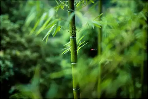 雨中竹林图片大全下雨的竹林图片下雨天的竹林风景图