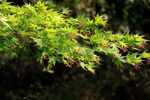 鸡爪槭无患子科槭属