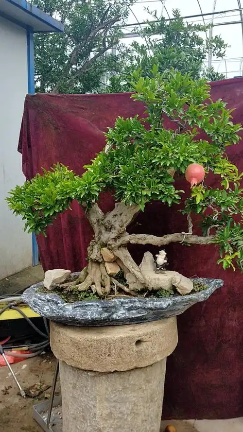 千奇百怪盆景桩#盆养多年石榴老桩,根盘还可以