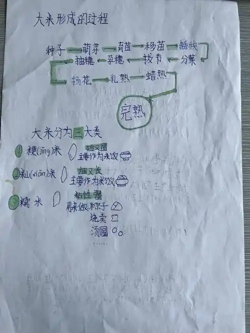 【校园动态】市昆吾小学开展纪念袁隆平院士主题实践活动_水稻_稻田